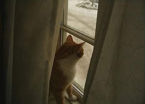 Blanding af racer Filur - hva d...sne  bvadr billede 6