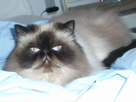 Colorpoint Duchess billede 2