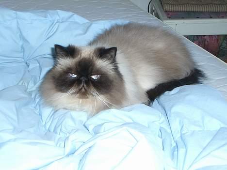 Colorpoint Duchess billede 3