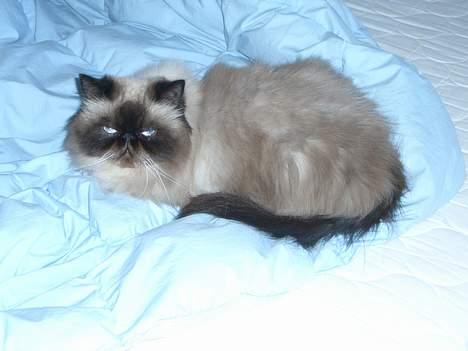 Colorpoint Duchess - Jeg var faktisk midt i min kattelur! billede 5