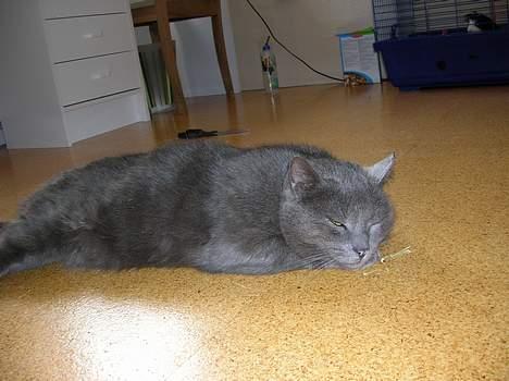 Blanding af racer Pelle - her ligger bølle billede 4