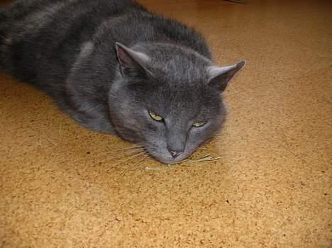 Blanding af racer Pelle - bølle? billede 5