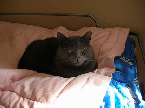 Blanding af racer Pelle - PELLE! billede 6