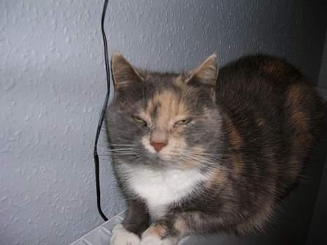 Blanding af racer Fister billede 10