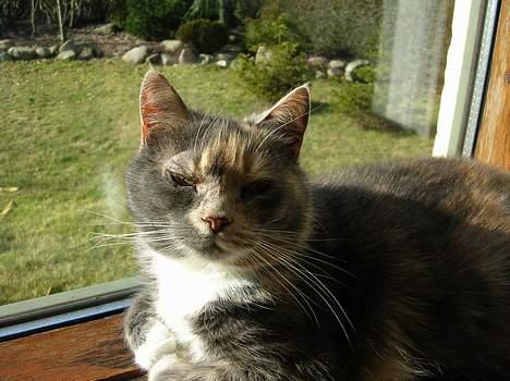 Blanding af racer Fister billede 11