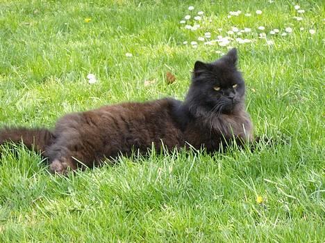 Blanding af racer Bamse - Himmelkat ?? - Min smukke kat <3<3<3 billede 1