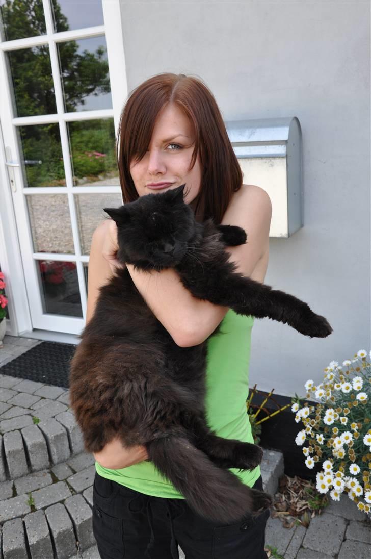 Blanding af racer Bamse - Himmelkat ?? - Min store smukke missekat <3 fra juli 2010 <3 savner ham så uendeligt meget! billede 3