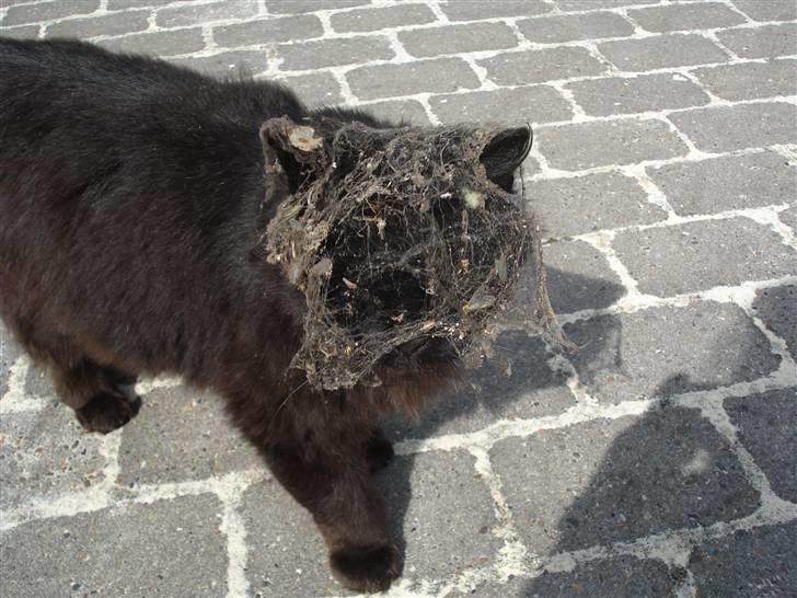 Blanding af racer Bamse - Himmelkat ?? - Bamse har her været på opdagelse inde bag ved mit skab hvor der er et rum bagved, det har resulteret i et flor slør af spindelvæv :D billede 4