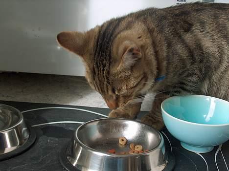 Blanding af racer Tarzan - Øv der er næsten ingen ting tilbage... Tror du jeg kan få noget nyt?? billede 9