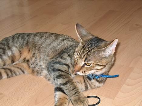 Blanding af racer Tarzan - Jeg gider atså ikke se ind i kamaraet mere..... billede 10