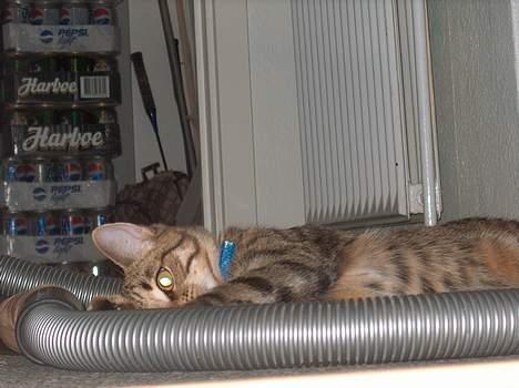 Blanding af racer Tarzan - Kan du se mig? Øv, det kan du! billede 11