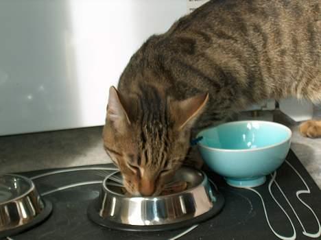 Blanding af racer Tarzan - Lækkert tørfoder!! billede 12