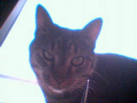 Blanding af racer Cleo billede 15