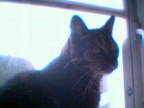 Blanding af racer Cleo billede 16