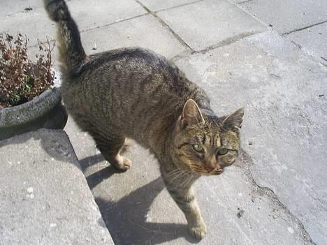 Blanding af racer Miv - Miv :D billede 1