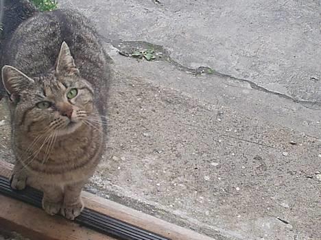 Blanding af racer Miv - flotte kat.  billede 2