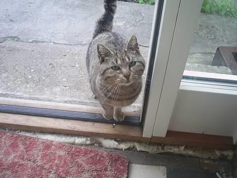 Blanding af racer Miv - en rigtig flot kat.  billede 3