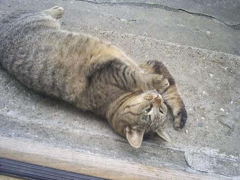 Blanding af racer Miv - Miv igen.  billede 4