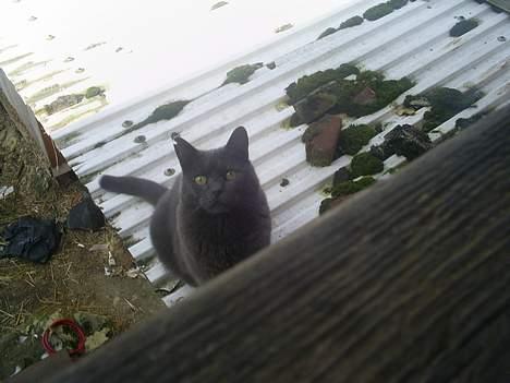 Blanding af racer Gråmis - Gråmis på taget.  billede 1