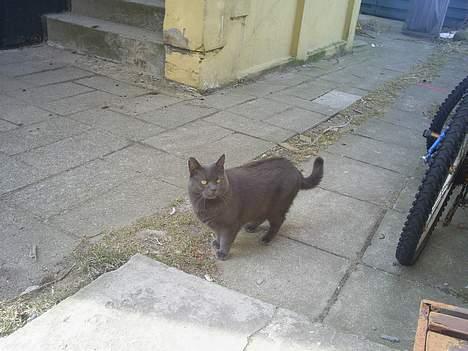 Blanding af racer Gråmis - lækker :D billede 2