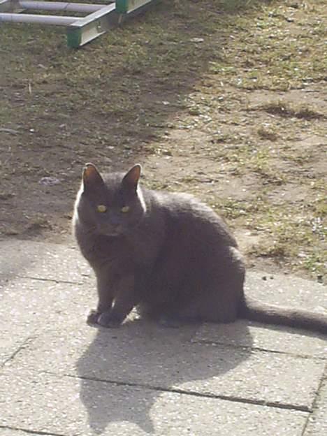 Blanding af racer Gråmis - flotte Gråmis billede 3