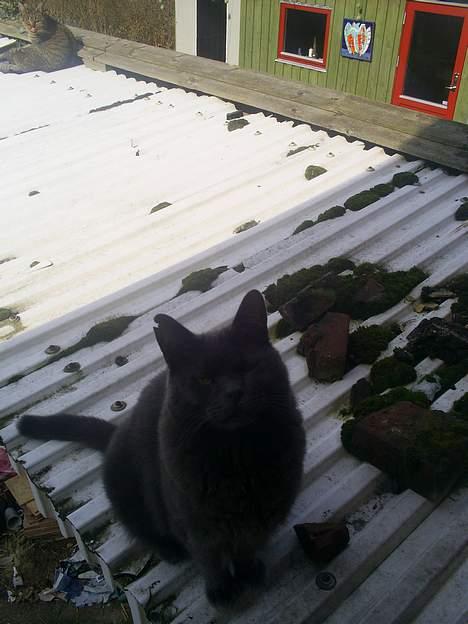 Blanding af racer Gråmis billede 4