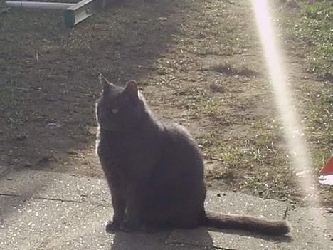 Blanding af racer Gråmis billede 5