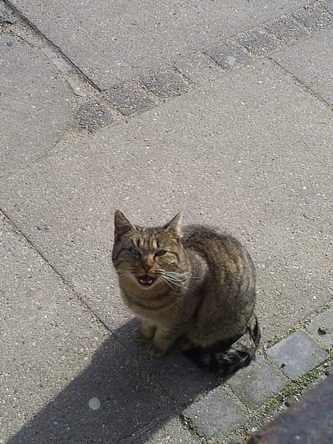 Blanding af racer Miv - derfor navnet miv :D  billede 5