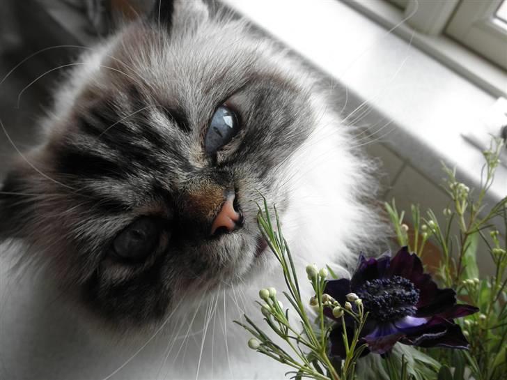 Hellig Birma Wehnerts Max billede 1