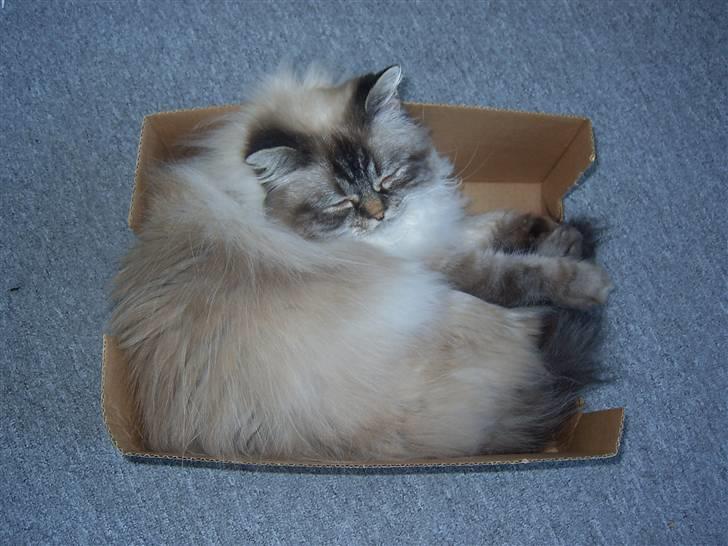 Hellig Birma Wehnerts Max billede 2