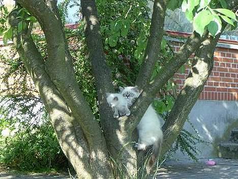 Hellig Birma Wehnerts Max billede 3