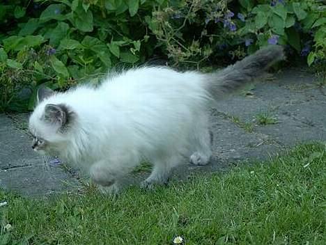 Hellig Birma Wehnerts Max billede 4