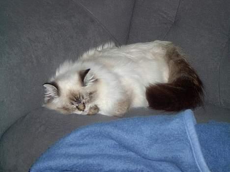 Hellig Birma Wehnerts Max billede 5