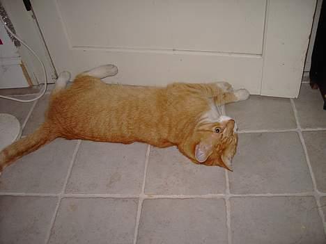 Huskat Benjamin - 20 Marts billede 7