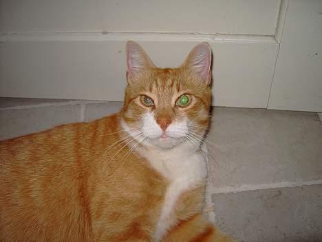 Huskat Benjamin - 20 Marts billede 8