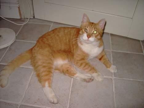 Huskat Benjamin - 20 Marts billede 9