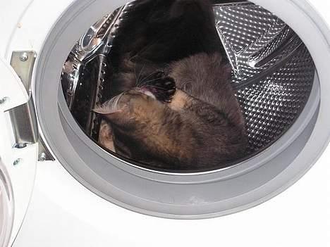 Norsk Skovkat Loke - Idag d.19 opdagede han vaskemaskinen,hvor der var sjovt at ligge.. billede 2