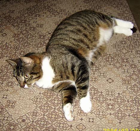 Huskat Celestin (himmelkat) - Den tykke på gulvet inde i stuen (: billede 4