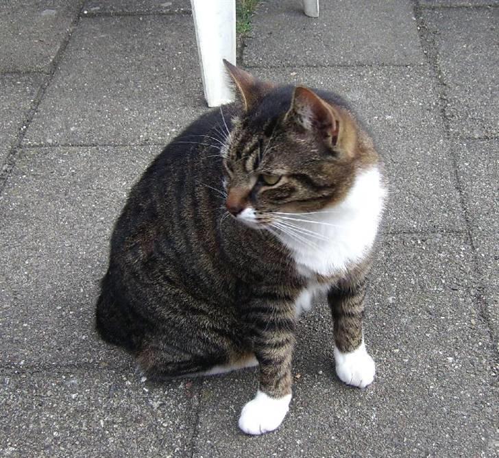 Huskat Celestin (himmelkat) - Den tykke ude på terrassen :) billede 5