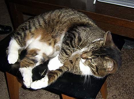 Huskat Celestin (himmelkat) billede 6