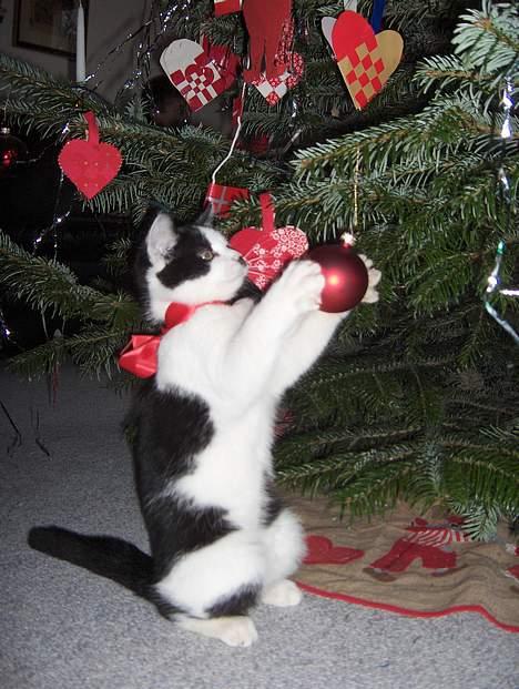 Huskat Sniffer - Han var MEGET besat af vores julekugler, og det endte med at han kravlede helt op i juletræet og sad oppe ved stjernen.. Tossede mis! billede 1