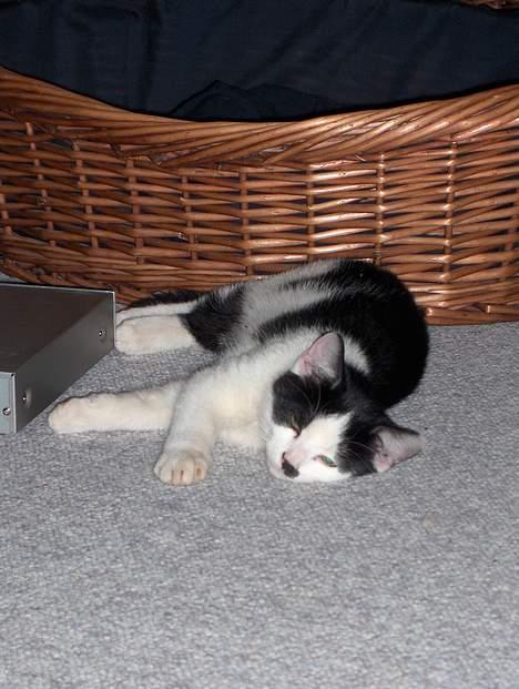 Huskat Sniffer - Blev lige træt.. billede 2