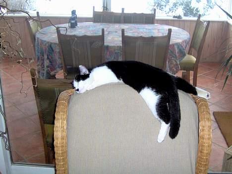 Huskat Sniffer - Sniffer har det med at ligge sig i de mærkeligste stillinger? billede 3