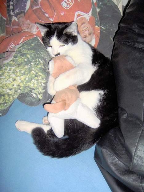 Huskat Sniffer - Han passer på kattebamsen .. Sødt ik? billede 4