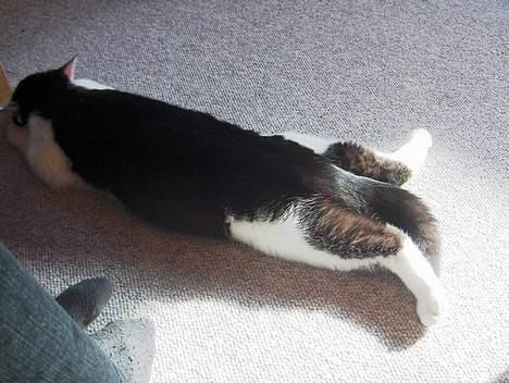 Huskat Sniffer - Igen en af hans sære påfund.. billede 5