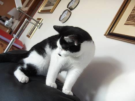 Huskat Sniffer - :) billede 6