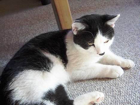 Huskat Sniffer - Han ser jo helt artig ud? billede 7