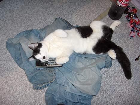 Huskat Sniffer - Han lå virkelig og sov sådan? Spasserdyr.. hehe billede 8