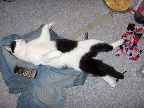 Huskat Sniffer billede 9