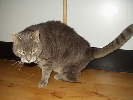 Huskat Sigurd (Sigge) DØD - se mig jeg kan væse  billede 9
